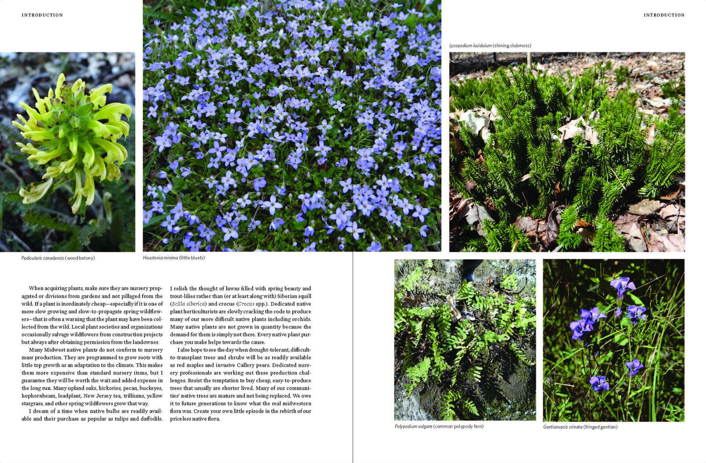Native Plants of the Midwest: A Comprehensive Guide to the Best 500 Species for the Garden
