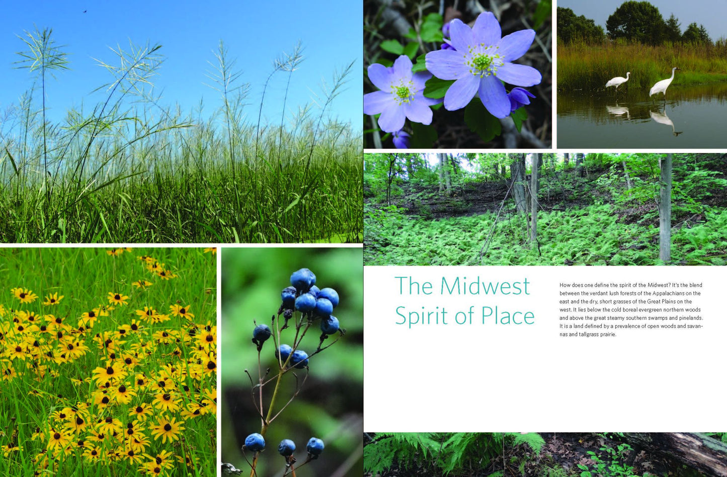 Native Plants of the Midwest: A Comprehensive Guide to the Best 500 Species for the Garden