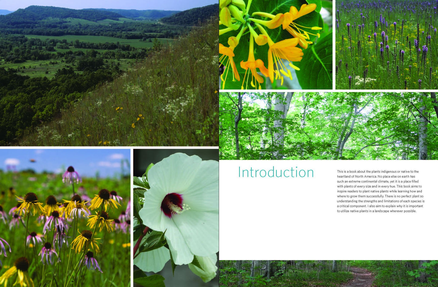 Native Plants of the Midwest: A Comprehensive Guide to the Best 500 Species for the Garden
