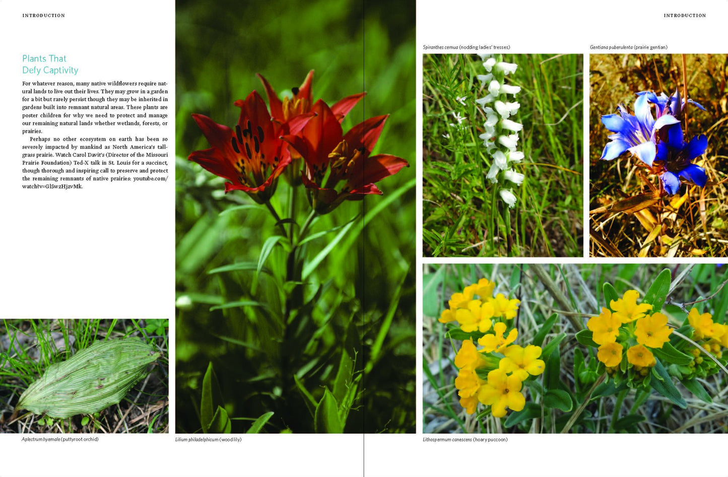 Native Plants of the Midwest: A Comprehensive Guide to the Best 500 Species for the Garden