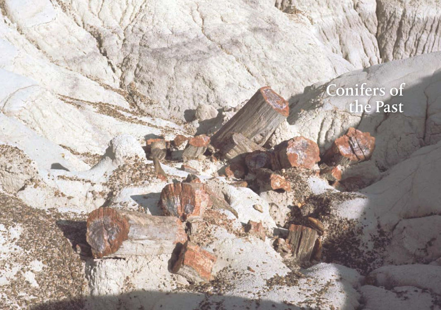 Natural History of the Pacific Northwest Mountains