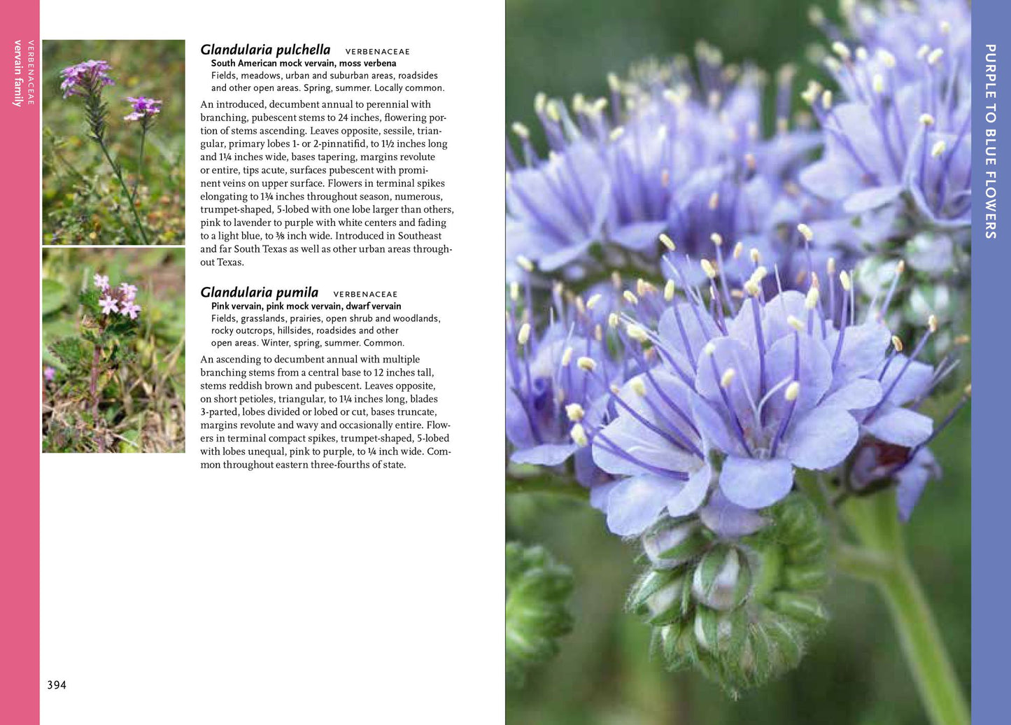 Wildflowers of Texas
