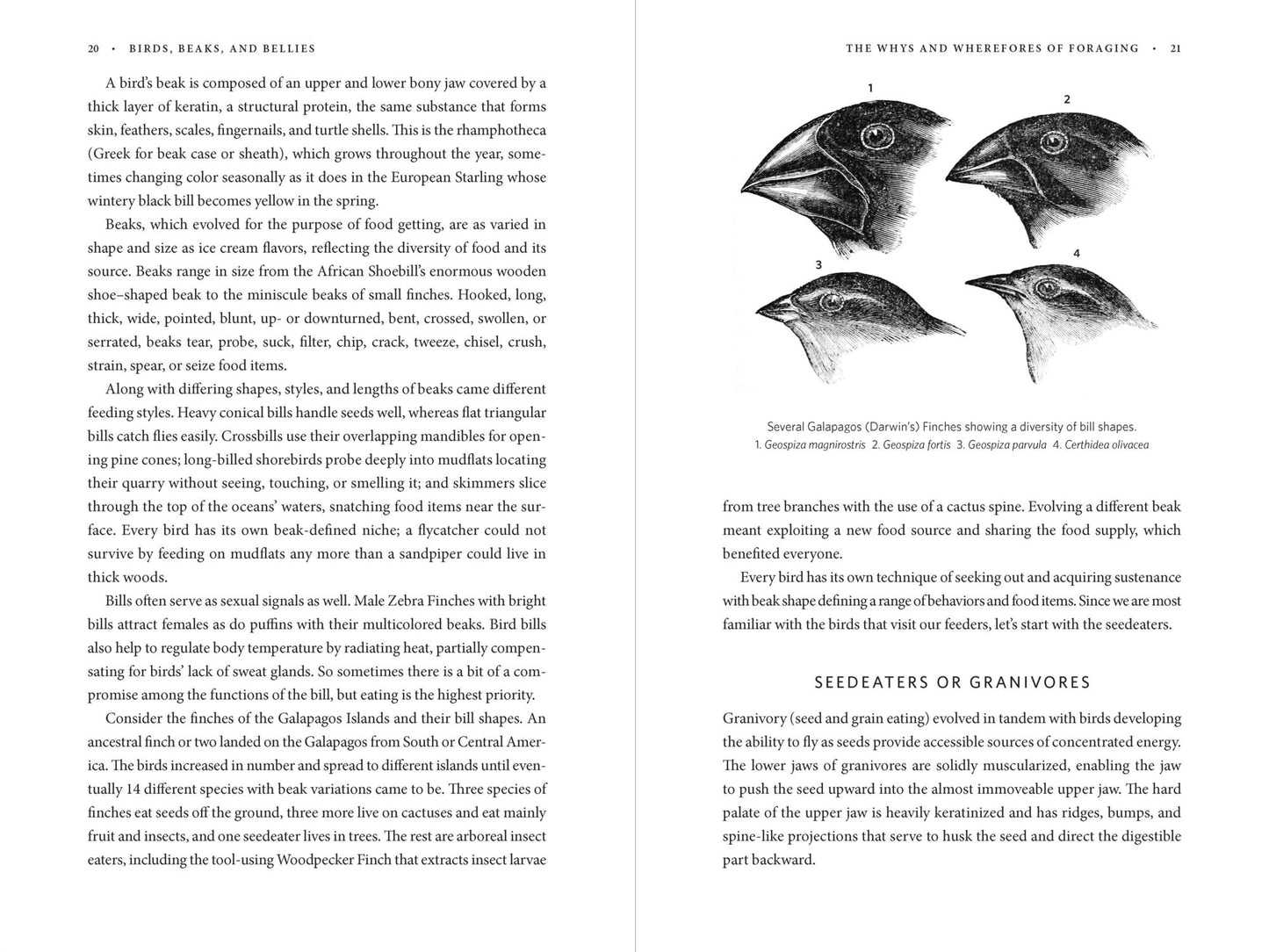 Beaks, Bones and Bird Songs: How the Struggle for Survival Has Shaped Birds and Their Behavior