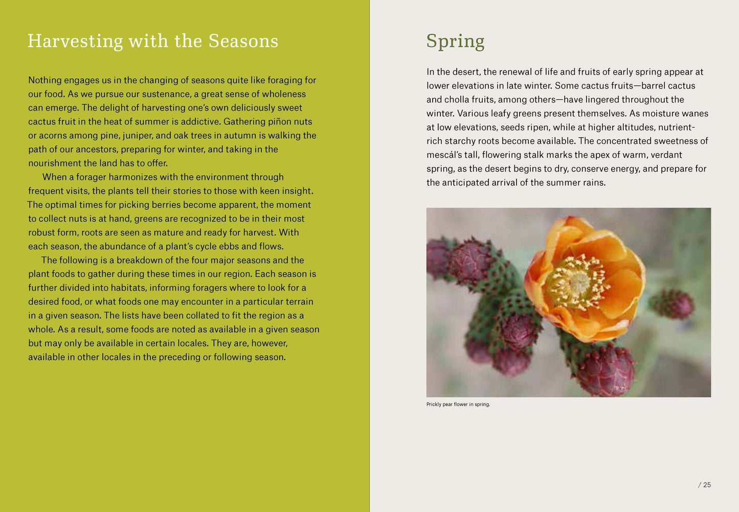 Southwest Foraging: 117 Wild and Flavorful Edibles from Barrel Cactus to Wild Oregano