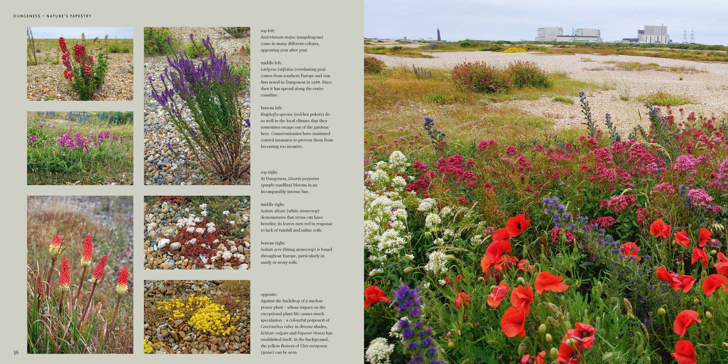 Cultivating Chaos: How to Enrich Landscapes with Self-Seeding Plants