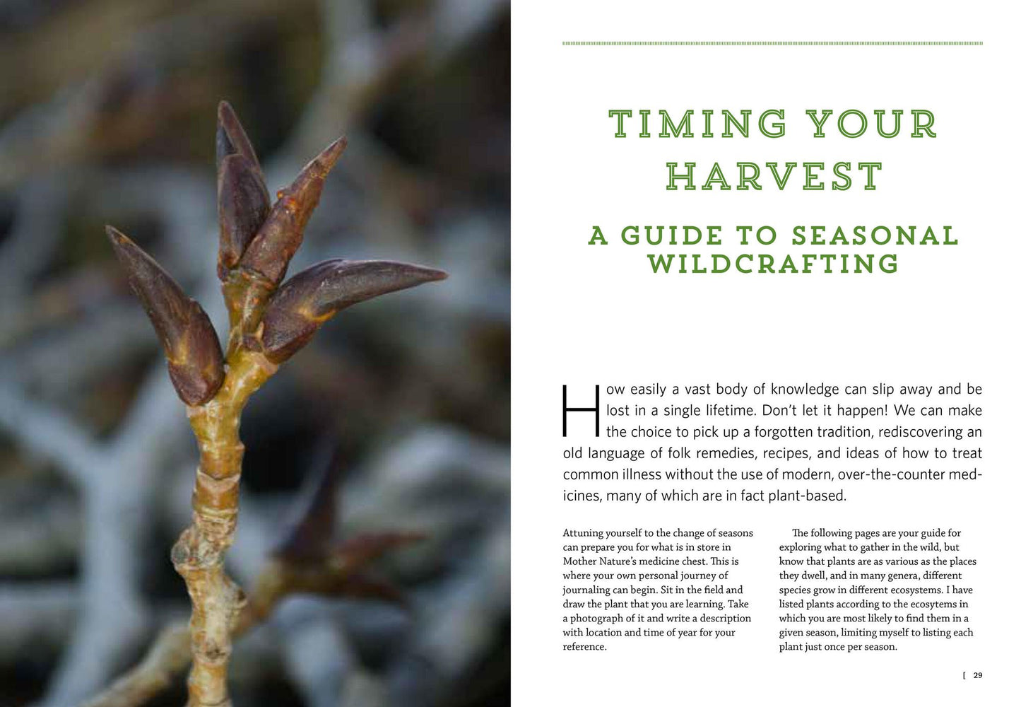 Mountain States Medicinal Plants: Identify, Harvest, and Use 100 Wild Herbs for Health and Wellness
