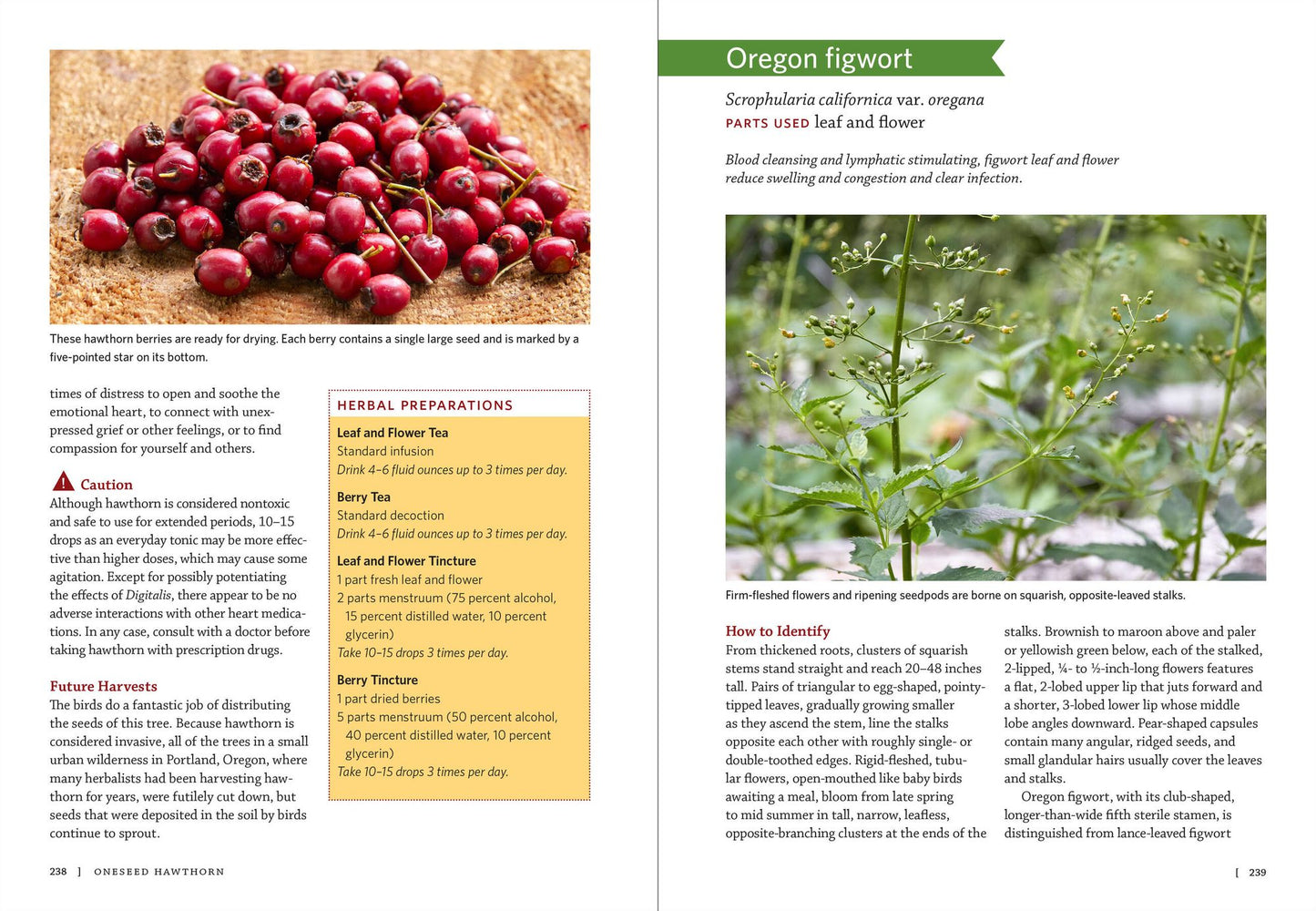 Pacific Northwest Medicinal Plants: Identify, Harvest, and Use 120 Wild Herbs for Health and Wellness