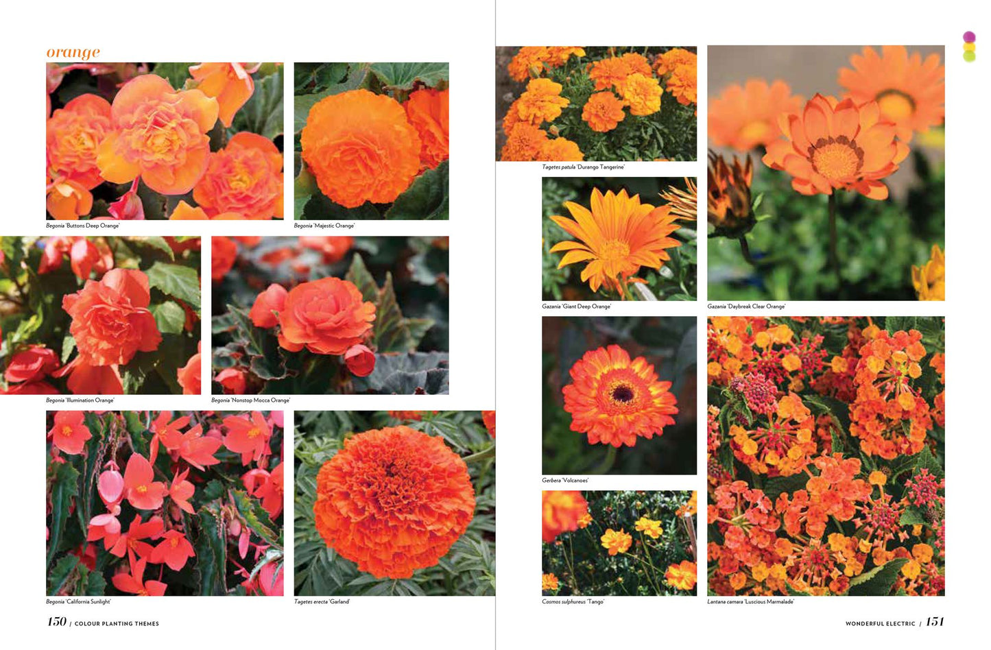 The Flower-Powered Garden: Supercharge Your Borders and Containers with Bold, Colourful Plant Combinations
