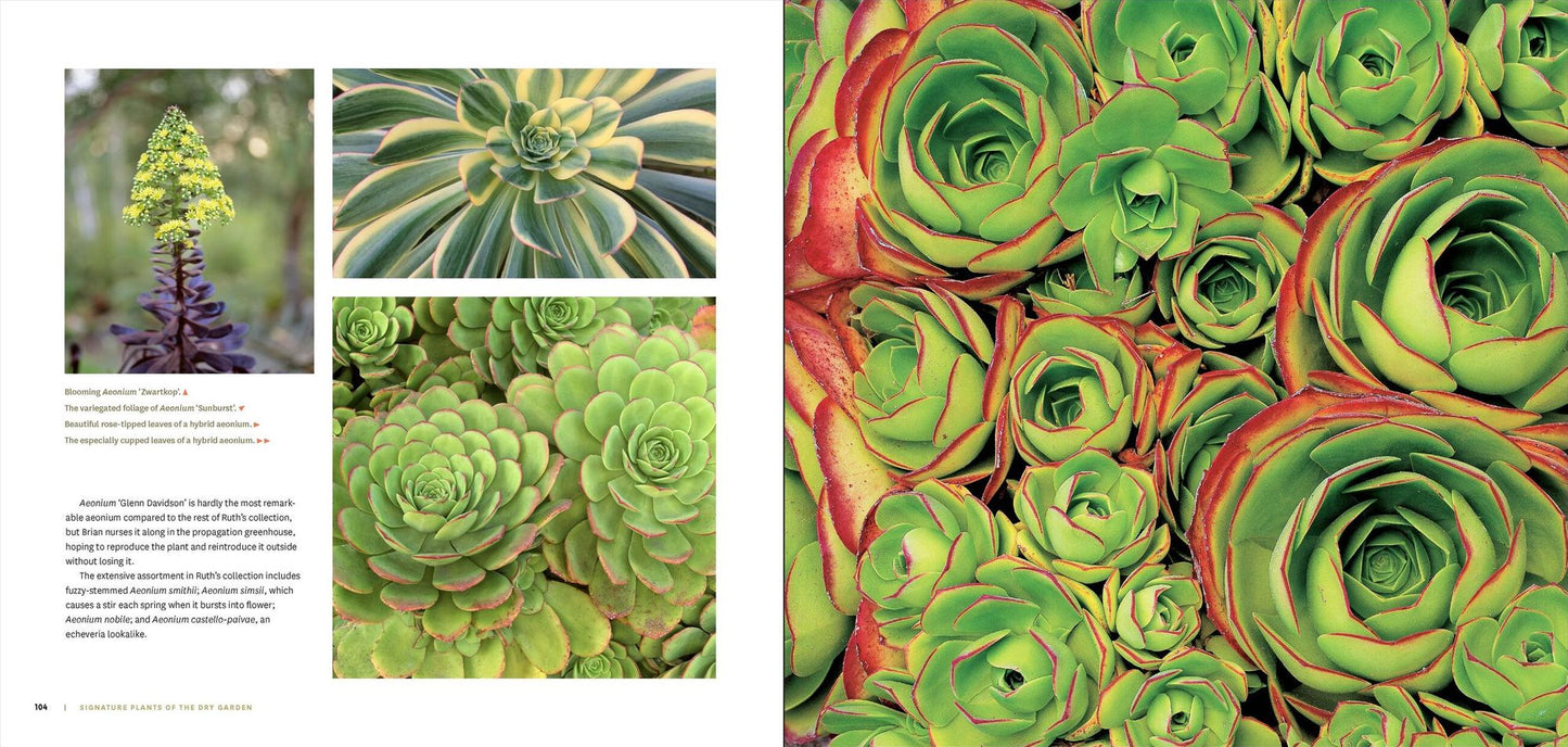The Bold Dry Garden: Lessons from the Ruth Bancroft Garden