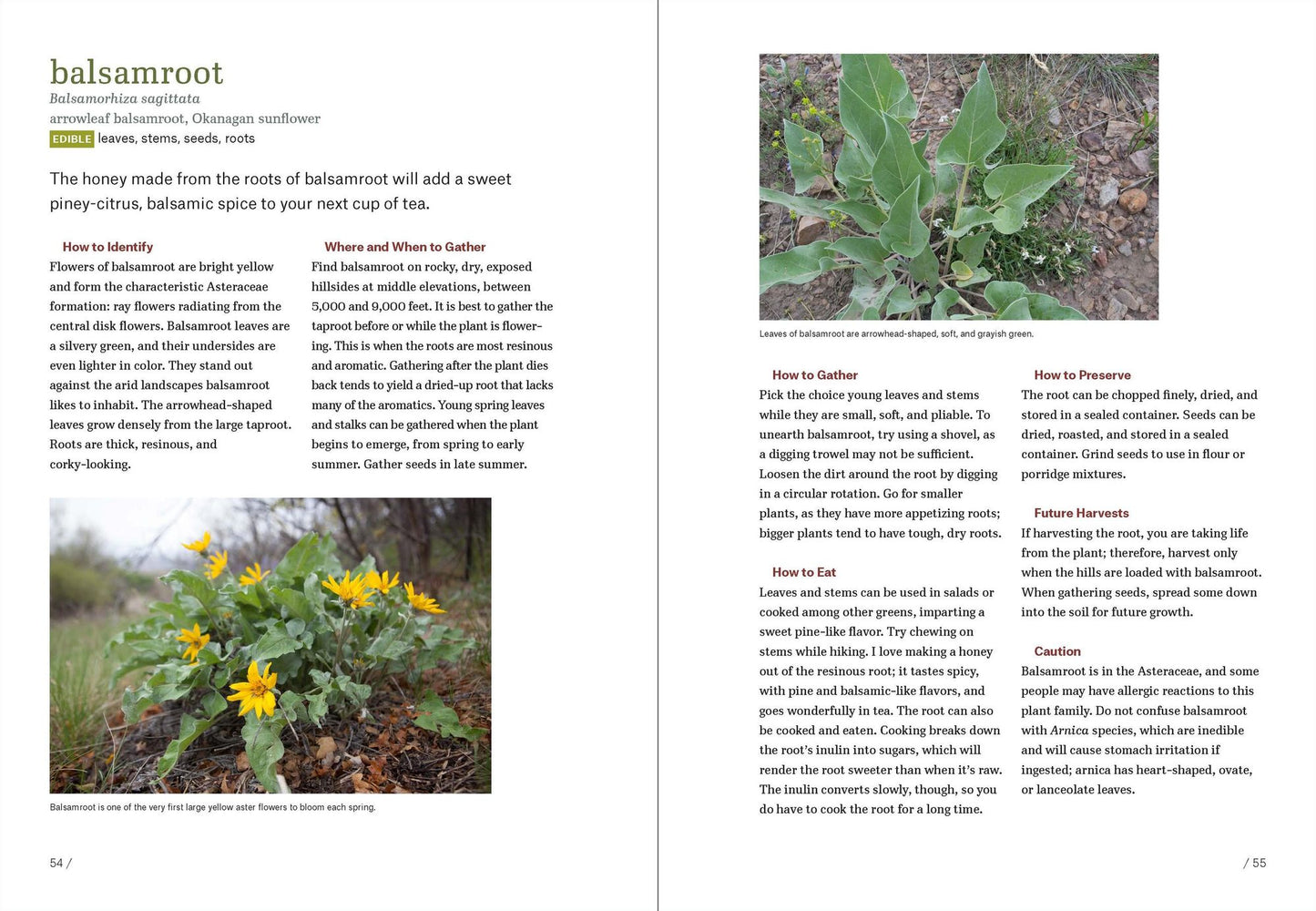 Mountain States Foraging: 115 Wild and Flavorful Edibles from Alpine Sorrel to Wild Hops