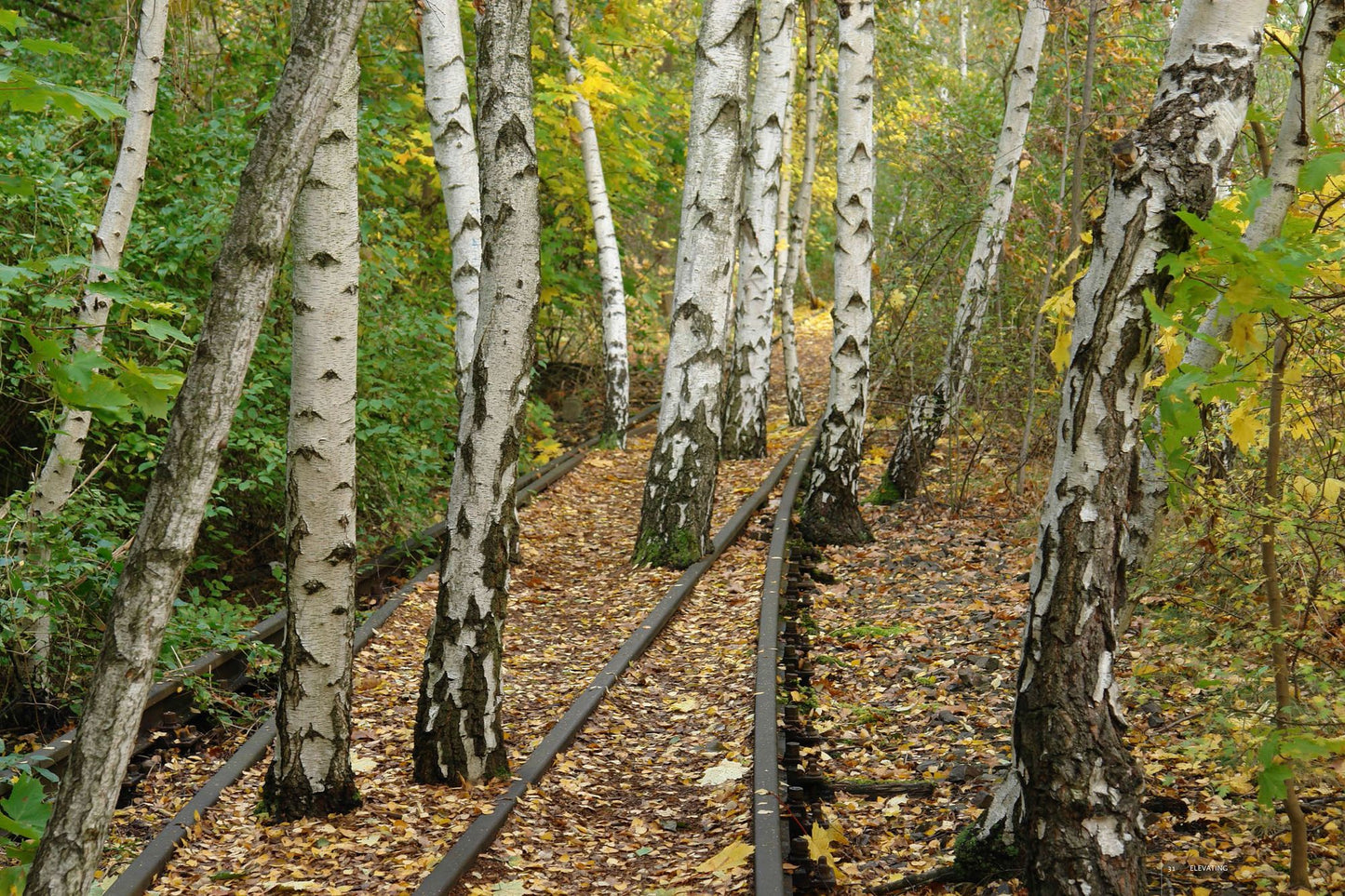 Gardens of the High Line: Elevating the Nature of Modern Landscapes