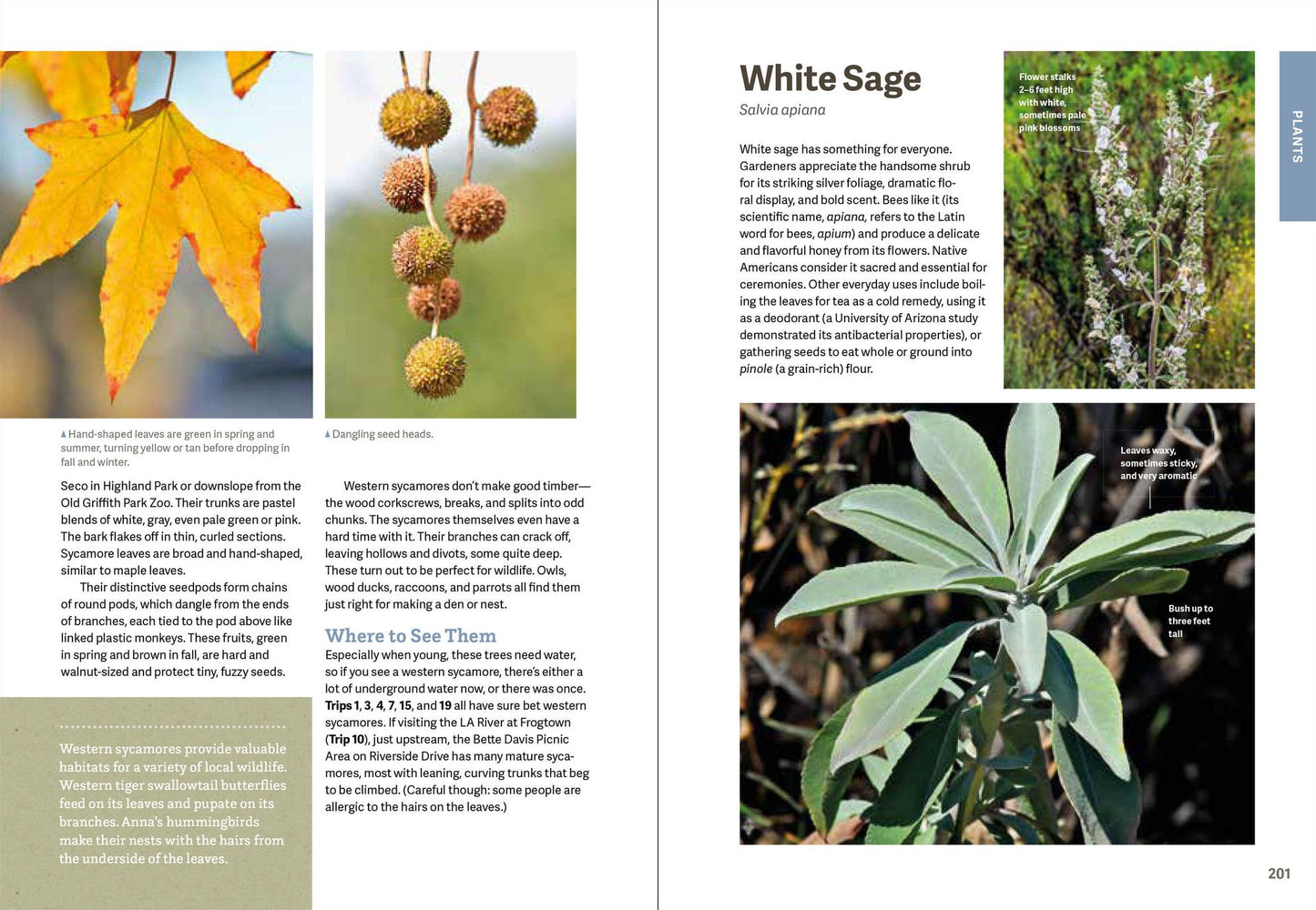 Wild LA : Explore the Amazing Nature in and Around Los Angeles