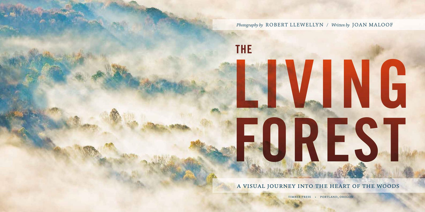 The Living Forest: A Visual Journey into the Heart of the Woods