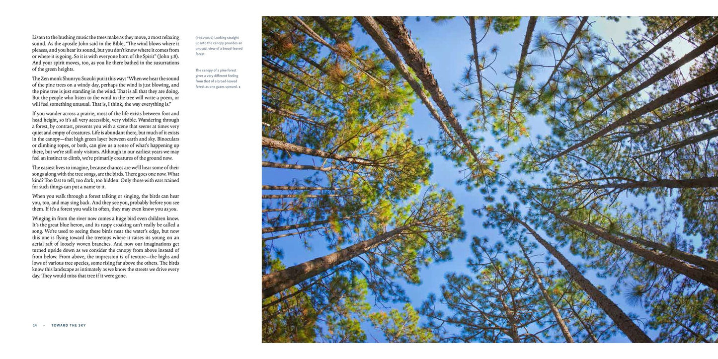 The Living Forest: A Visual Journey into the Heart of the Woods