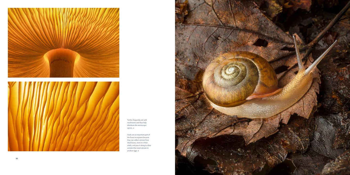 The Living Forest: A Visual Journey into the Heart of the Woods