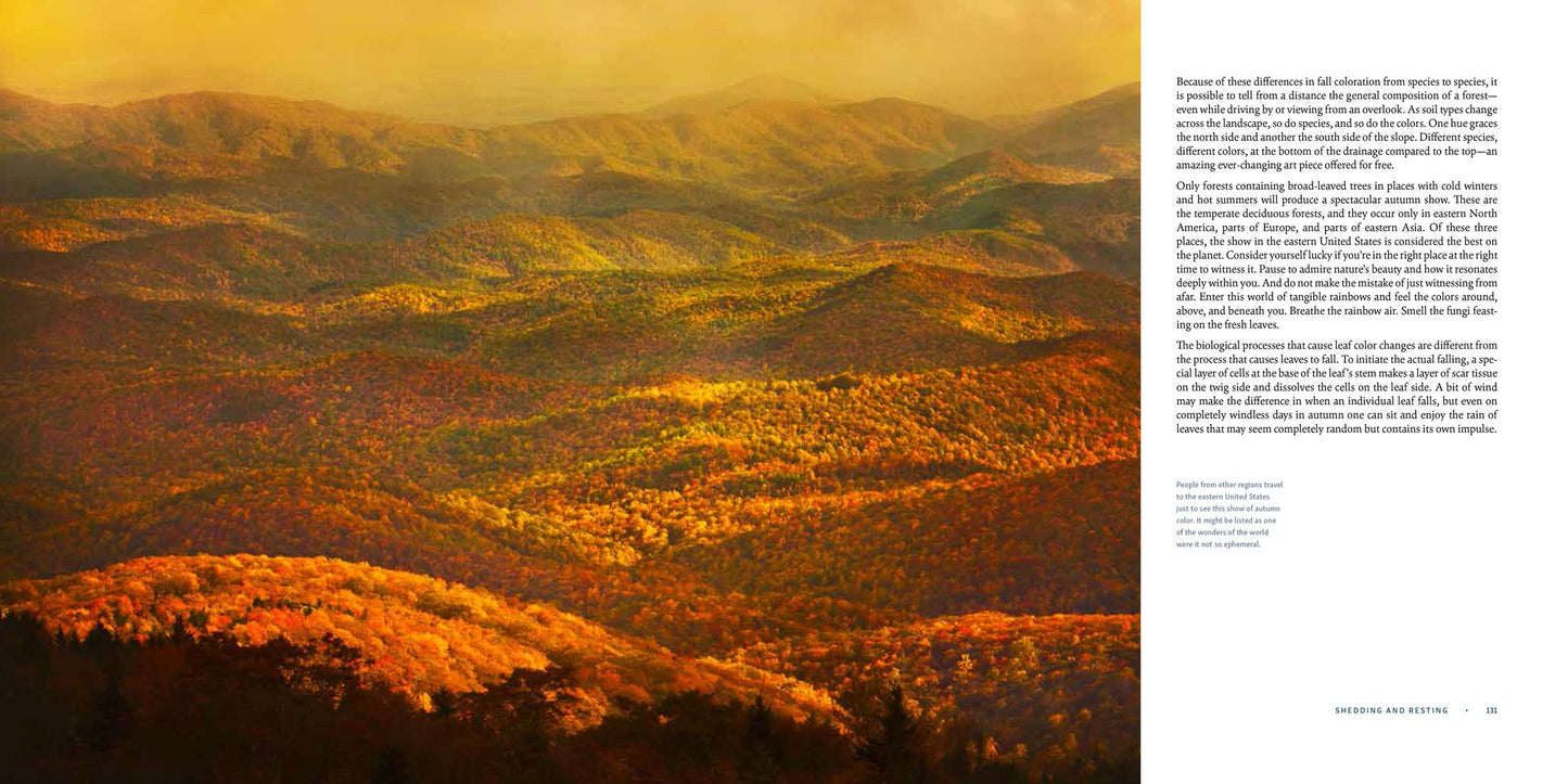 The Living Forest: A Visual Journey into the Heart of the Woods