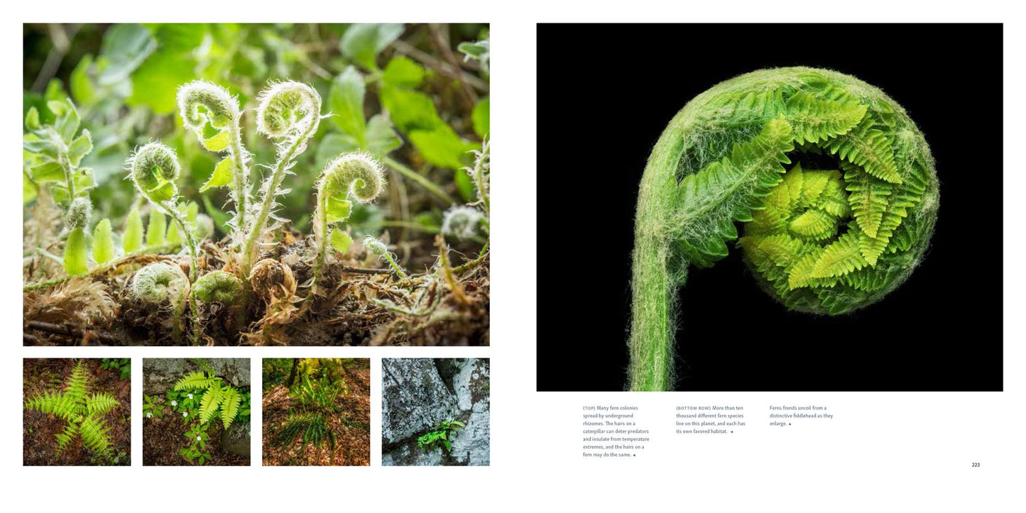 The Living Forest: A Visual Journey into the Heart of the Woods