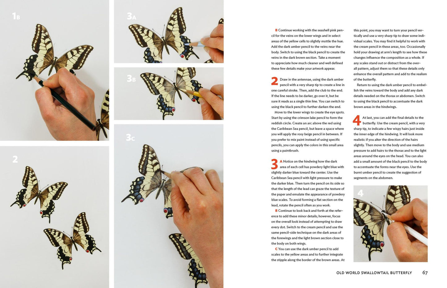 The Insect Artist: How to Observe, Draw, and Paint Butterflies, Bees, and More