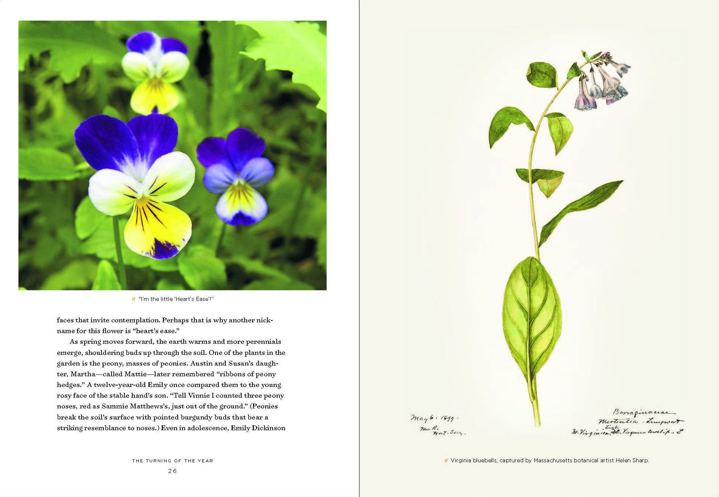 Emily Dickinson's Gardening Life : The Plants and Places That Inspired the Iconic Poet