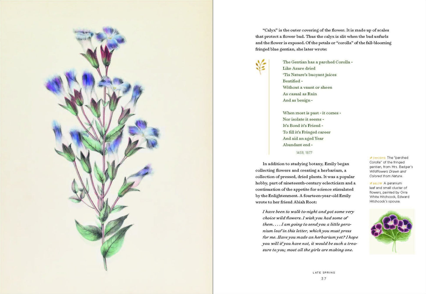 Emily Dickinson's Gardening Life : The Plants and Places That Inspired the Iconic Poet