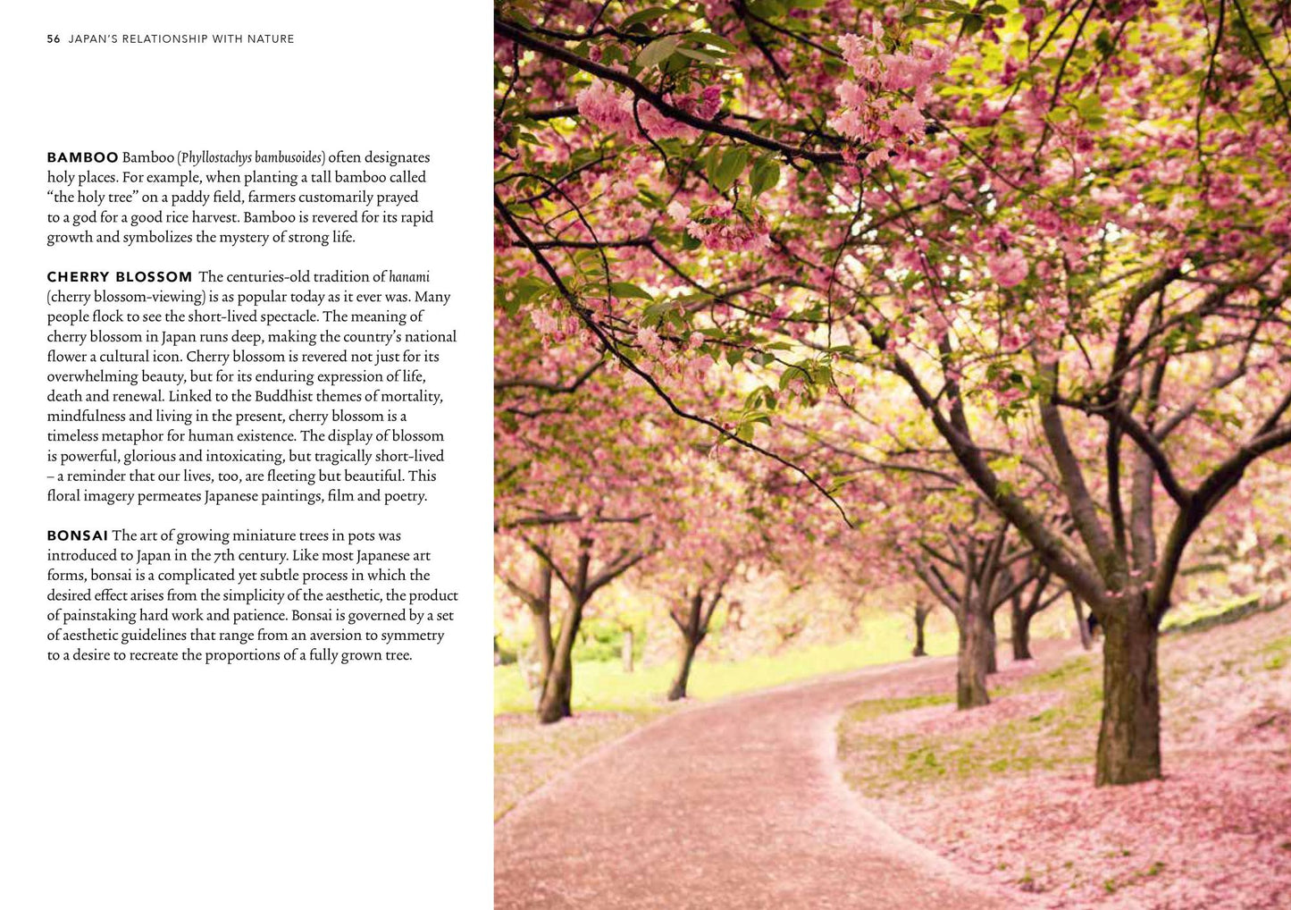 Shinrin Yoku: The Japanese Art of Forest Bathing