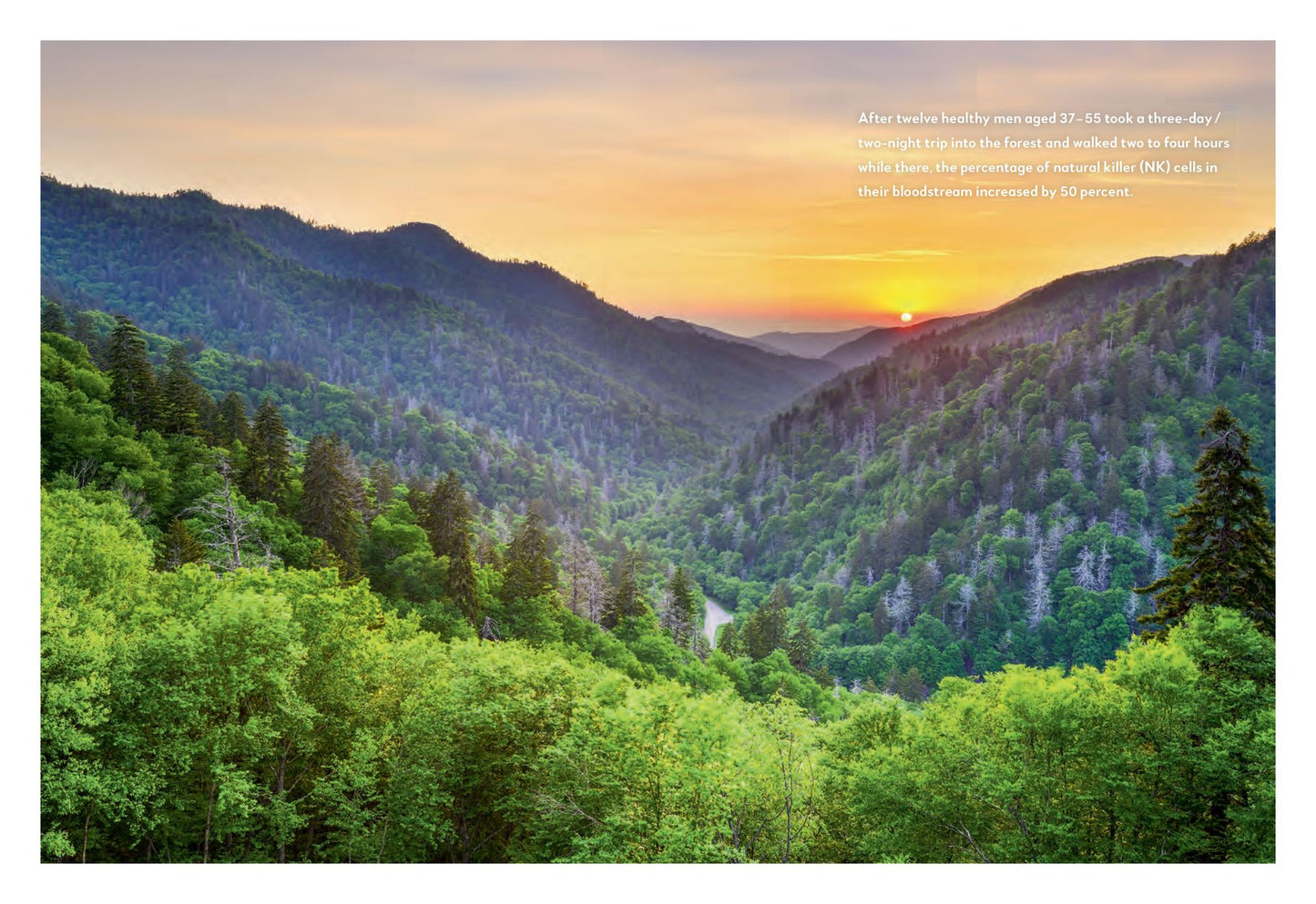 The Forest Bathing Journal: Observations and Inspirations
