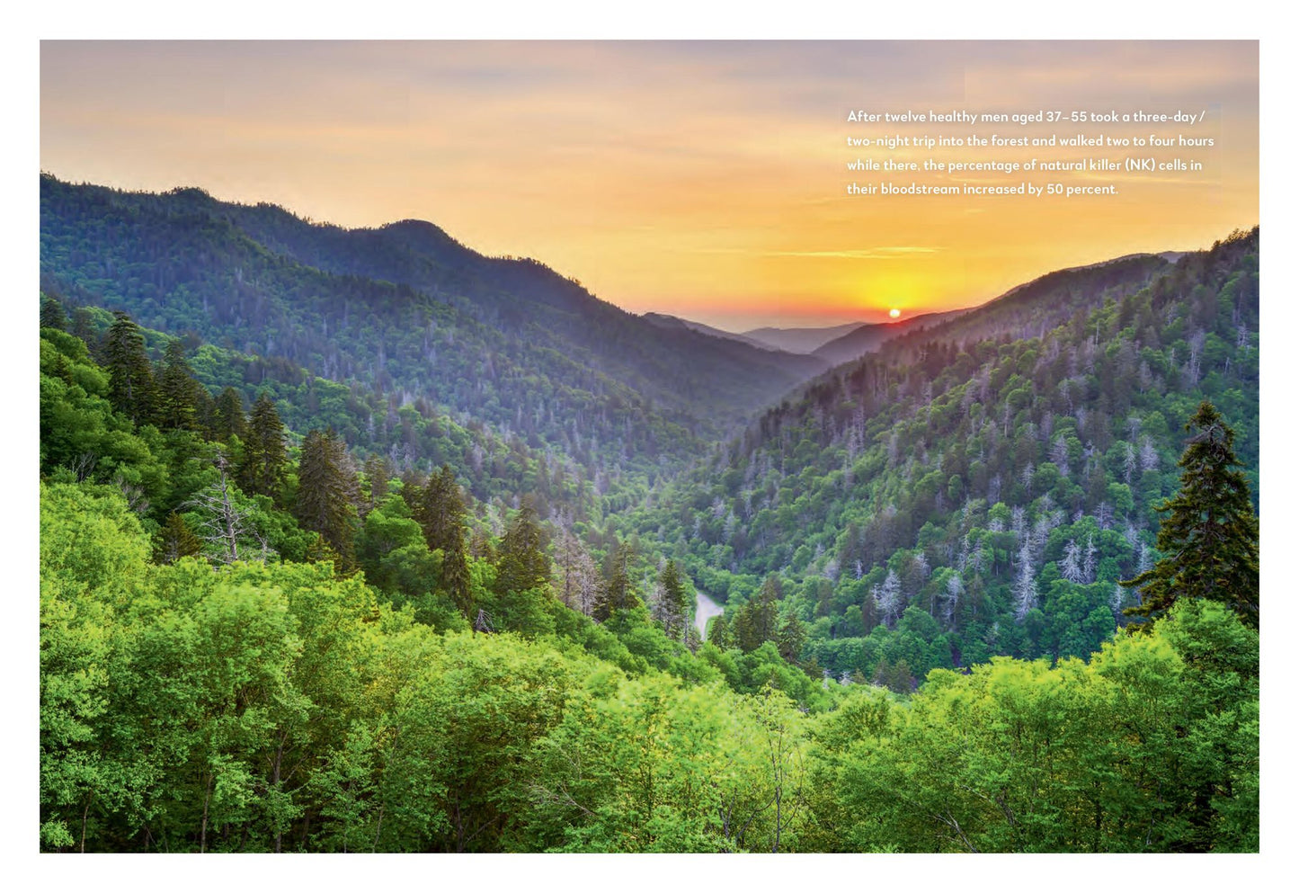 The Forest Bathing Journal: Observations and Inspirations
