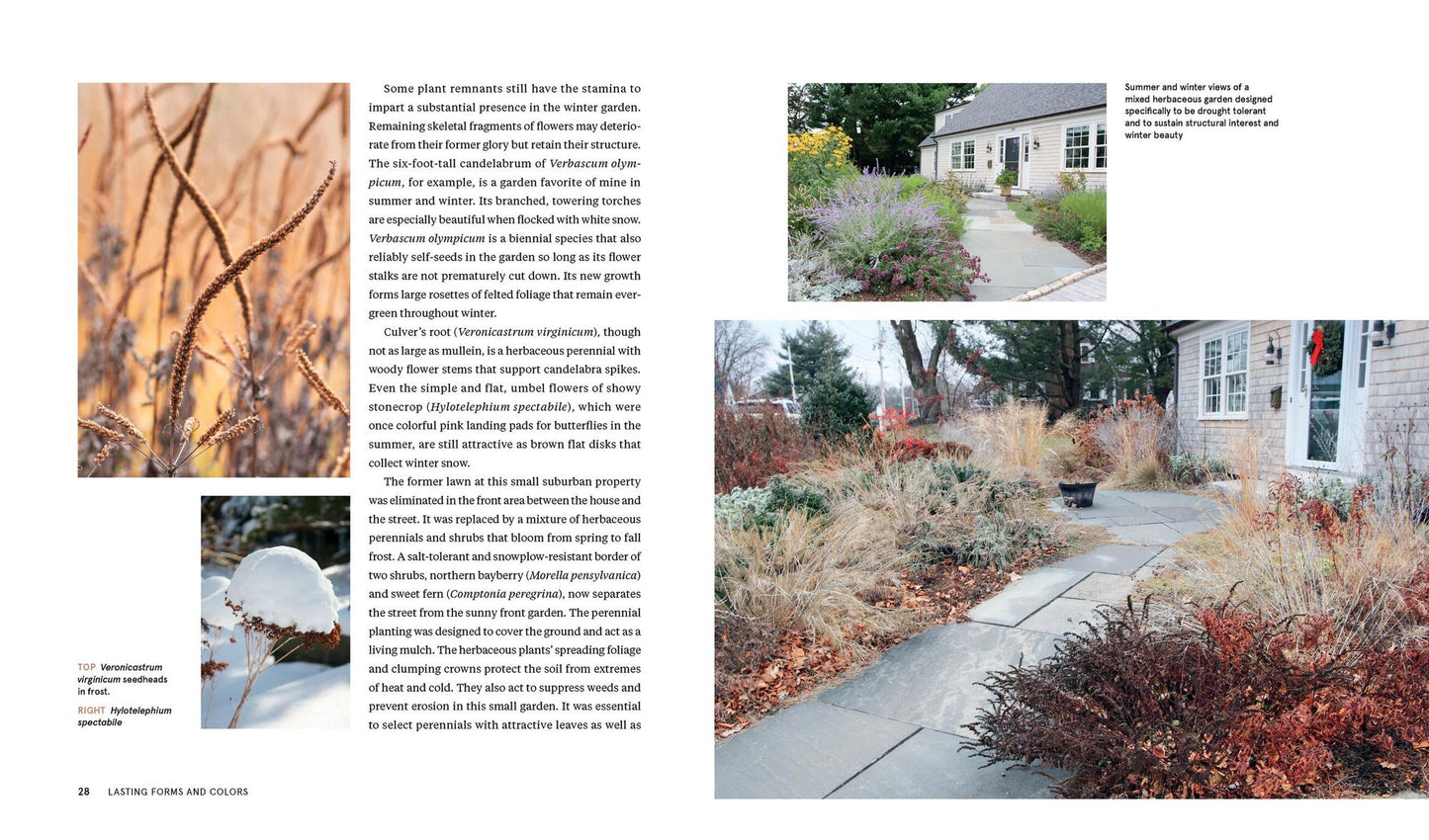 Plants for the Winter Garden: Perennials, Grasses, Shrubs, and Trees to Add Interest in the Cold and Snow