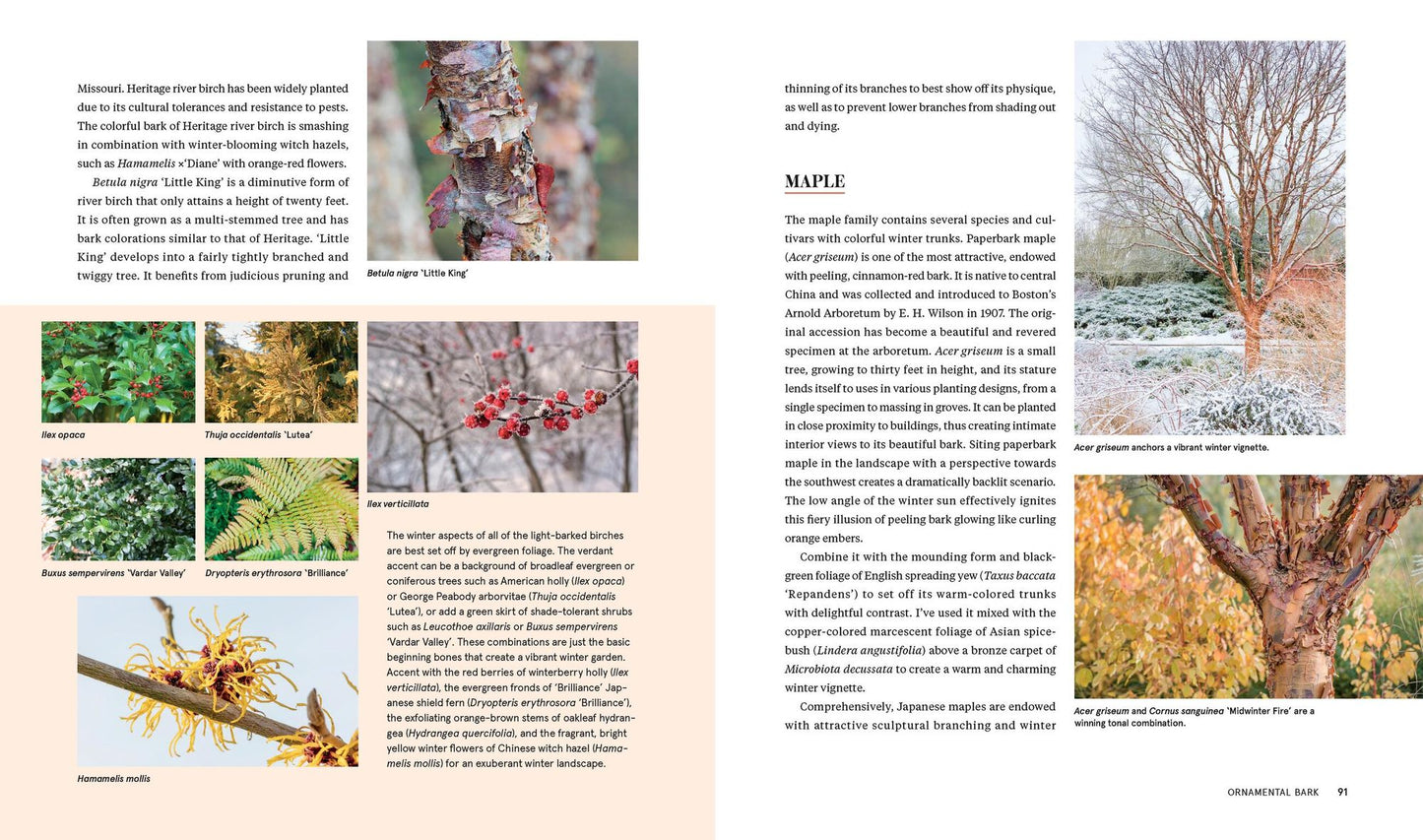 Plants for the Winter Garden: Perennials, Grasses, Shrubs, and Trees to Add Interest in the Cold and Snow