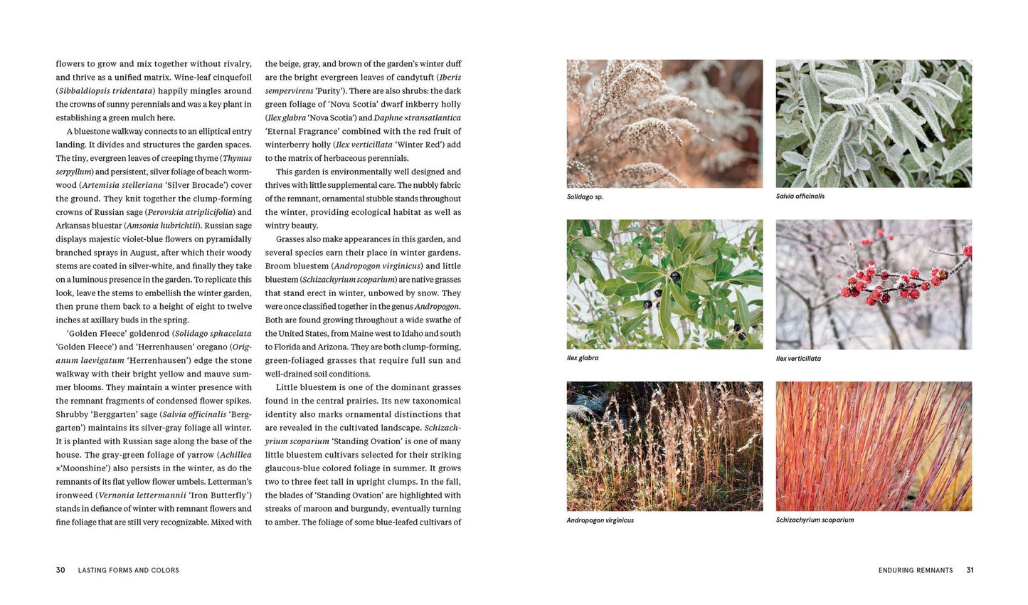 Plants for the Winter Garden: Perennials, Grasses, Shrubs, and Trees to Add Interest in the Cold and Snow