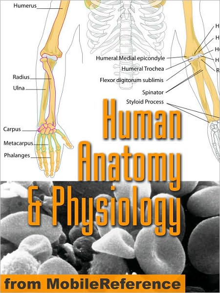 Human Anatomy and Physiology Study Guide
