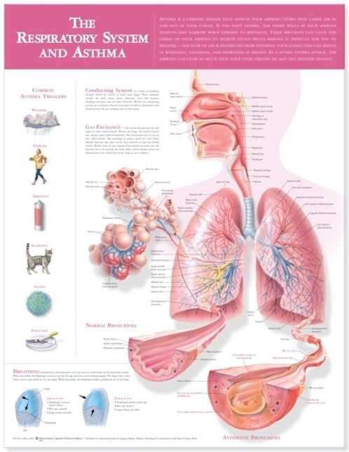 The Respiratory System and Asthma Anatomical Chart