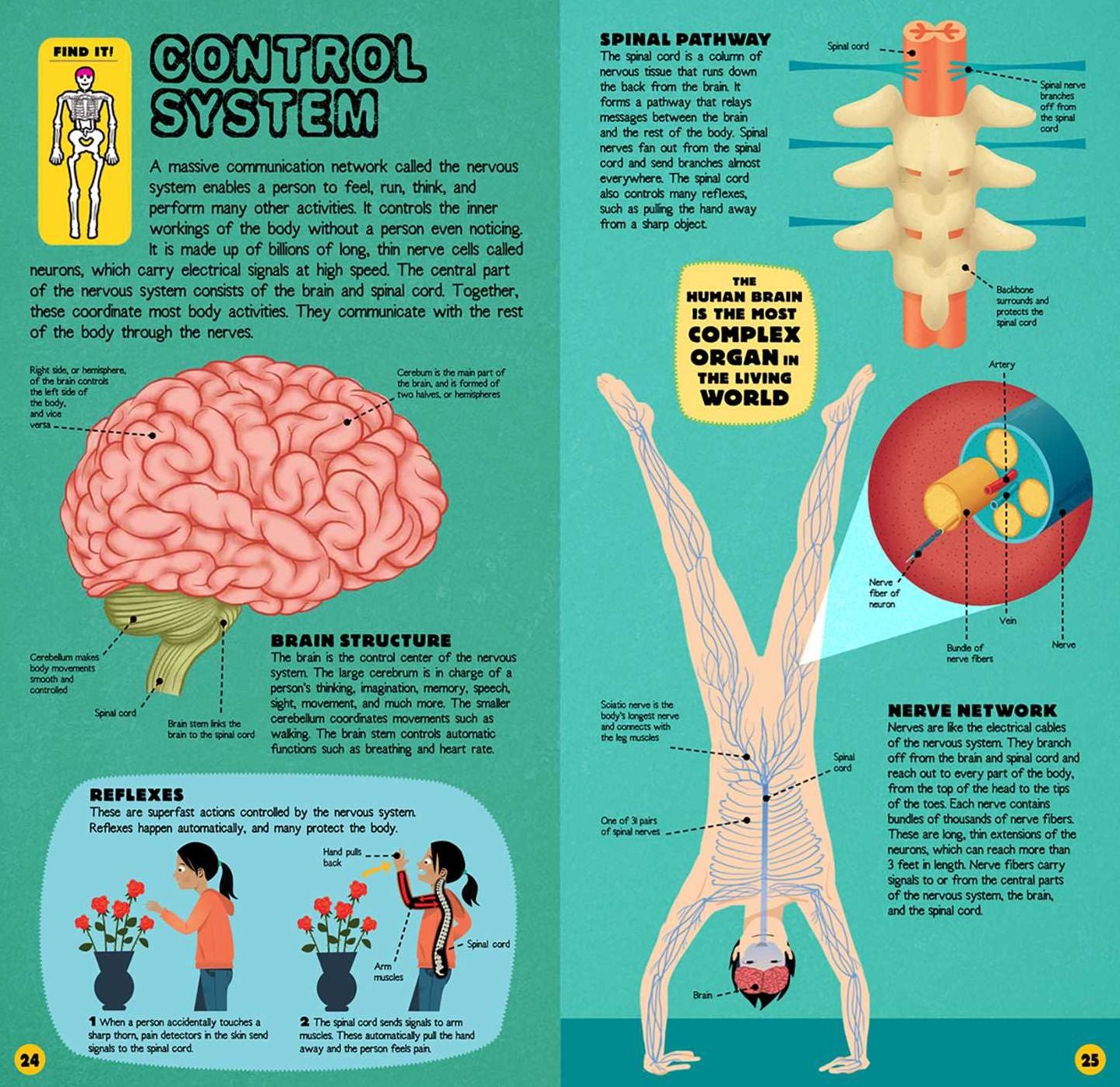 Build the Human Body