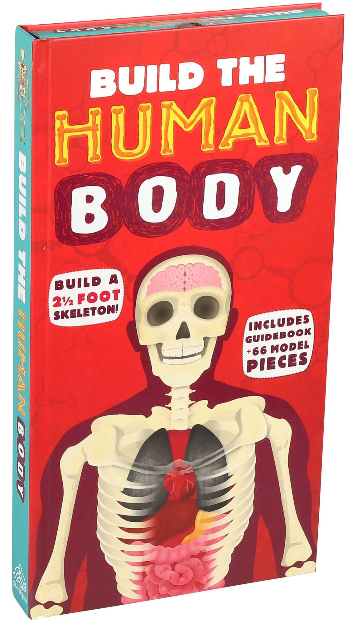 Build the Human Body