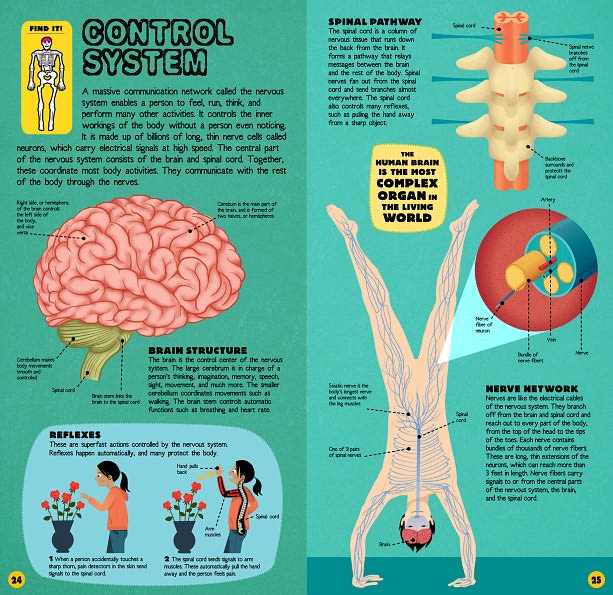 Build the Human Body