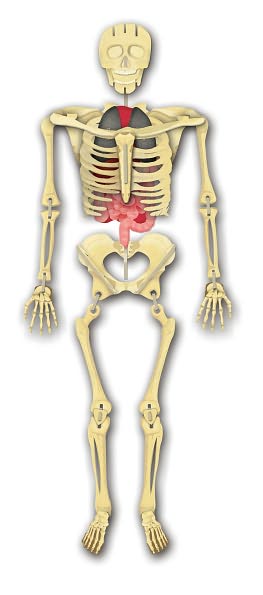 Build the Human Body
