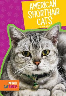 American Shorthair Cats