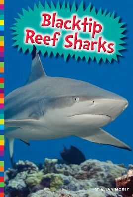 Blacktip Reef Sharks