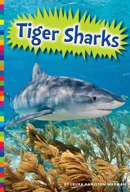 Tiger Sharks