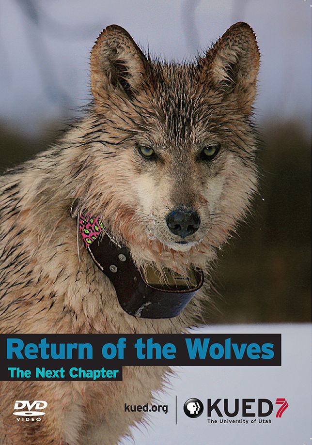 Return of the Wolves: The Next Chapter