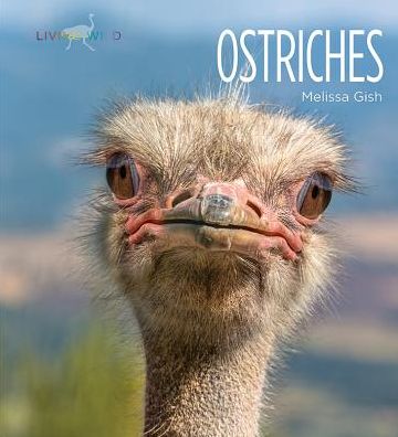 Ostriches