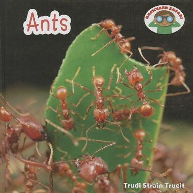 Ants