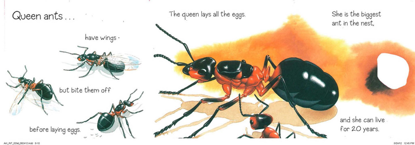 Ant