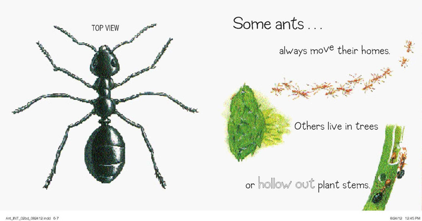 Ant