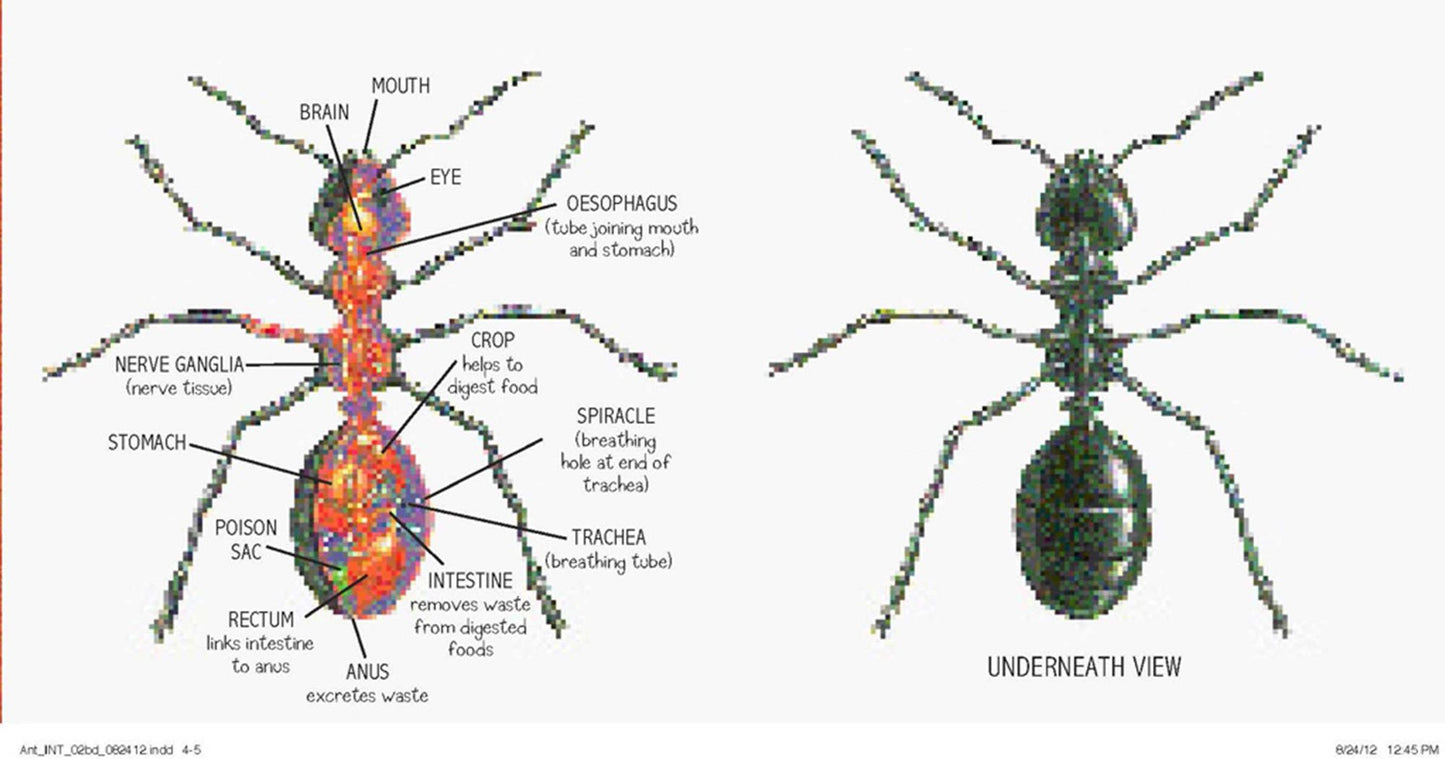 Ant