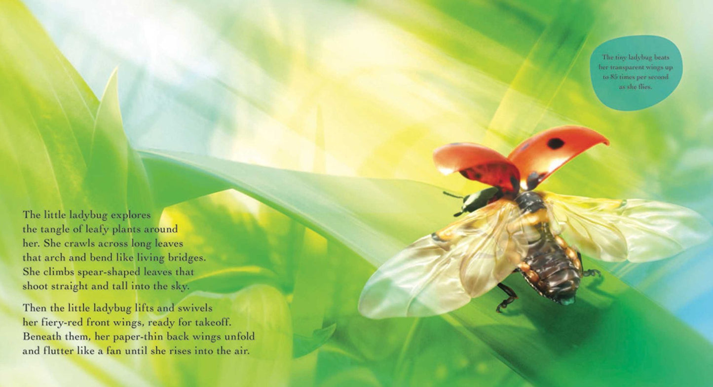 Bug Life