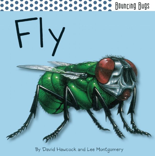 Fly