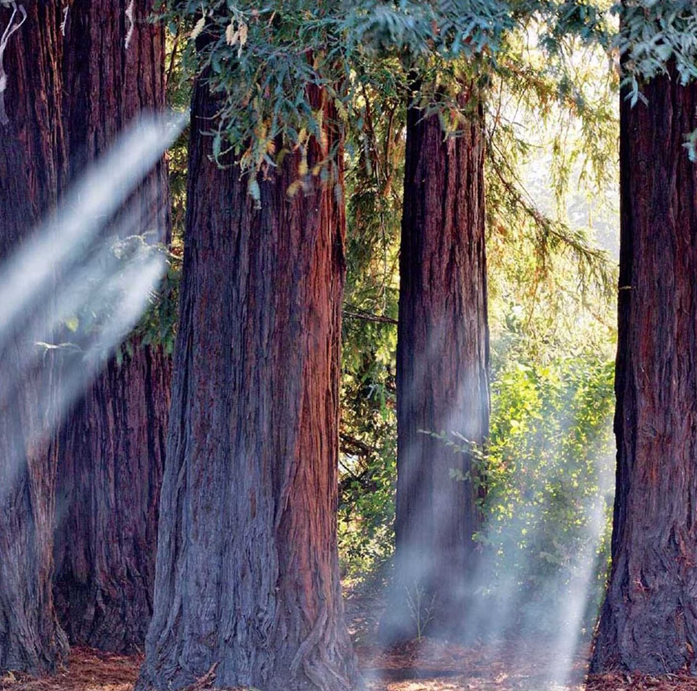Sequoia Hardcover Ruled Journal: Art Wolfe Signature Edition
