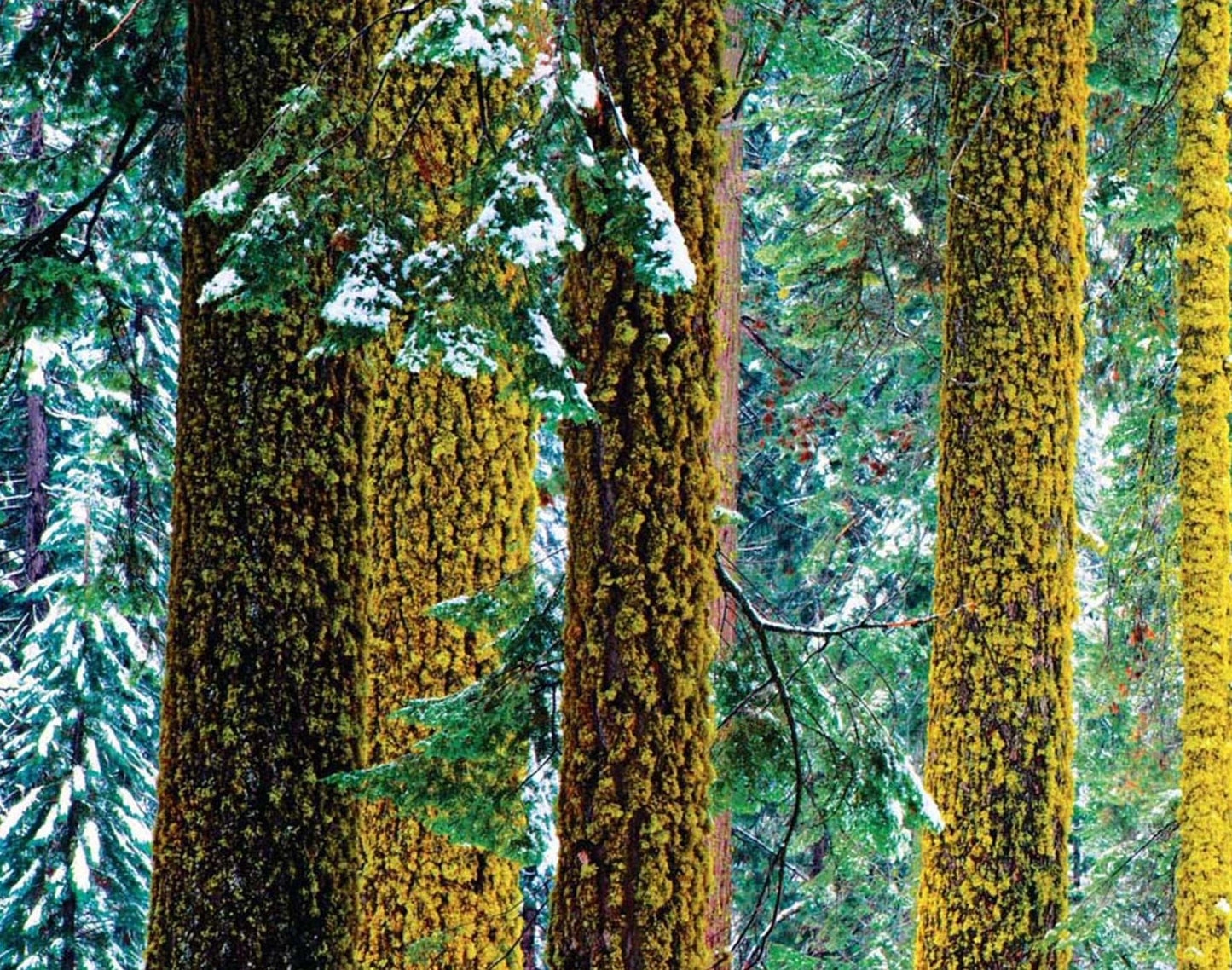 Sequoia Hardcover Ruled Journal: Art Wolfe Signature Edition