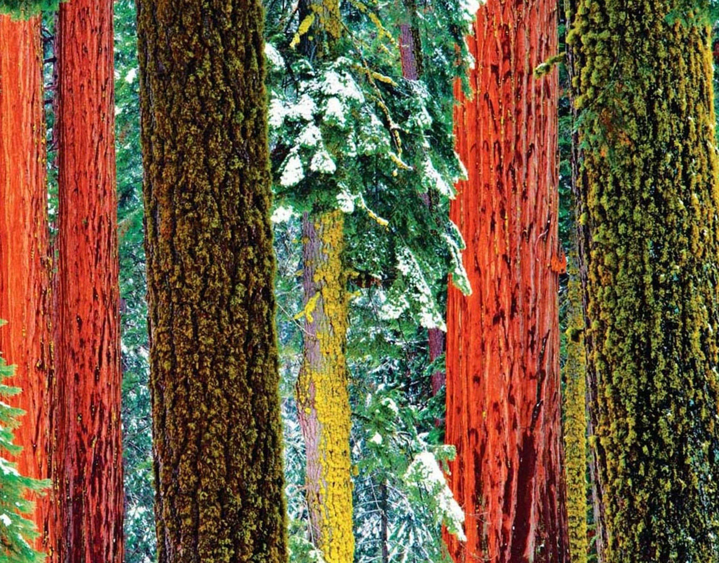 Sequoia Hardcover Ruled Journal: Art Wolfe Signature Edition